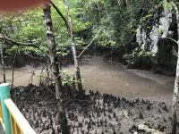 Bootstour durch die Mangroven Langkawi