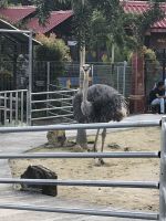 Oriental Village Langkawi