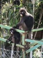 Äffchen auf Langkawi