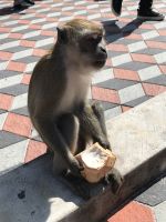Heilige Grotten von Batu-Kuala Lumpur