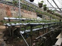 Erdbeerfarm-Cameron Highlands