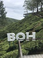 BOH-Teeplantage Cameron Highlands