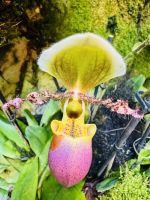 Tag 4 - Paphiopedilum
