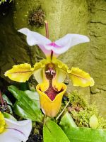 Tag 4 - Paphiopedilum