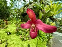 Tag 4 - Phragmipedium