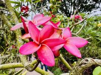 Tag 4 - Rote Frangipani