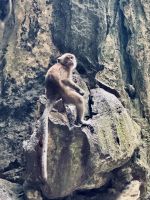 Tag 7 - Affen in den Batu-Höhlen 