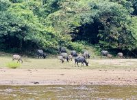 Tag 8 - Asiatische Büffel 