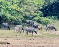 Tag 8 - Asiatische Büffel 
