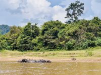 Tag 8 - Asiatische Büffel