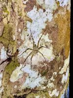 Tag 8 - Weißband-Fischerspinne