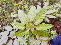 Tag 9 - Dschungelwanderung