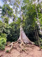 Tag 9 - Dschungelwanderung