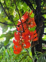 Singapur. Orchideen-Garten