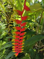 Singapur. Orchideen-Garten