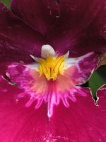 Singapur. Orchideen-Garten