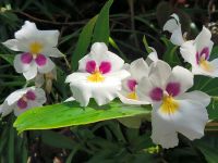 Singapur. Orchideen-Garten