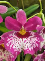 Singapur. Orchideen-Garten