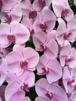 Singapur. Orchideen-Garten. Alles echt!