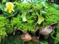 Singapur. Orchideen-Garten