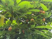 Singapur. Muskatnüsse