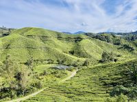 Tag 11 - BOH-Teeplantage 