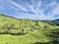 Tag 11 - BOH-Teeplantage 