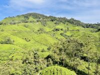 Tag 11 - BOH-Teeplantage 