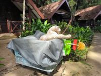 Malaysia. Taman Negara Nationalpark. Wilde Wischmoptiger in der Mutiara Lodge