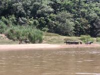 Malaysia. Taman Negara Nationalpark. Wasserbüffel am Ufer