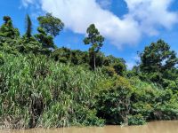 Malaysia. Taman Negara Nationalpark. Bootsfahrt
