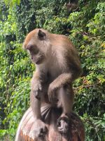 Malaysia. Batu Caves. Trauriger Makakenpapa