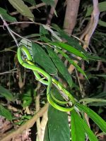 Malaysia. Taman Negara Nationalpark. Grüne Schlange