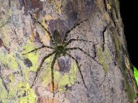 Malaysia. Taman Negara Nationalpark. Dschungelspinne