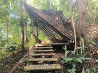 Malaysia. Taman Negara Nationalpark. Eingestürzt
