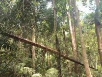 Malaysia. Taman Negara Nationalpark. Gesperrter Canopy Walk