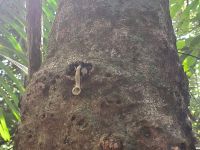 Malaysia. Taman Negara Nationalpark. Wer guckt denn da raus?