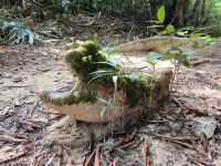Malaysia. Taman Negara Nationalpark. 