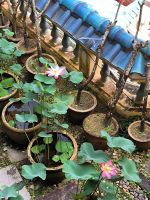 Malaysia. Lotusblüten im Kek-Lok-Si Tempel / Penang