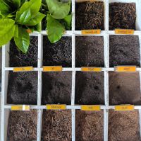 Malaysia. Cameron Highlands. Tee