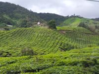 Malaysia. Cameron Highlands. Teeplantagen