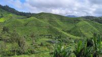 Malaysia. Cameron Highlands. Teeplantagen