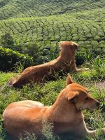 Malaysia. Cameron Highlands. Auch Hunde mögen Tee