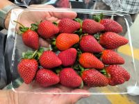 Malaysia. Cameron Highlands. Erdbeerfarm - Kostprobe