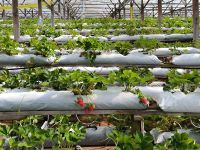 Malaysia. Cameron Highlands. Hochbeet in der Erdbeerfarm