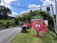 Malaysia. Cameron Highlands. Erdbeerfarm