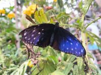 Malaysia. Cameron Highlands. Im Schmetterlingspark