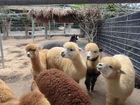 Malaysia. Cameron Highlands. Alpakas