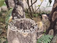 Malaysia. Cameron Highlands. Altes Ehepaar :-)