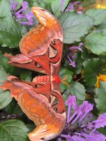 Malaysia. Cameron Highlands. Im Schmetterlingspark